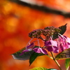 秋紫陽花