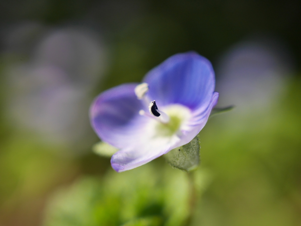 野草園のオオイヌノフグリ