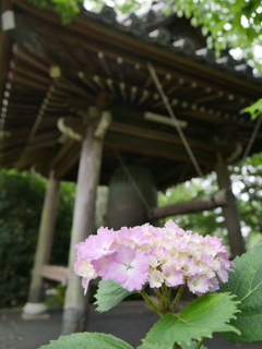 資福寺の紫陽花2025Ⅷ