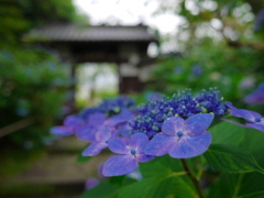 資福寺の紫陽花2014Ⅱ