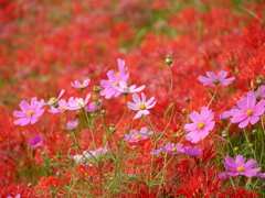 河原の彼岸花Ⅳ