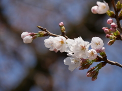 職場の桜2025Ⅱ