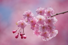 職場の枝垂桜Ⅲ
