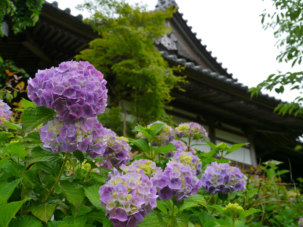資福寺の紫陽花2019Ⅷ