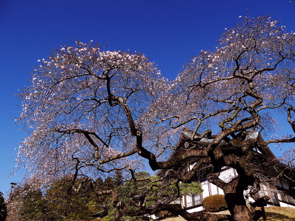 鹽竈神社の四季桜Ⅲ