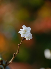 鹽竈神社の子福桜2020