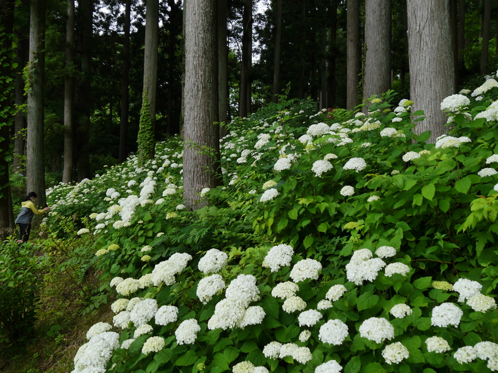 みちのくあじさい園の紫陽花Ⅶ