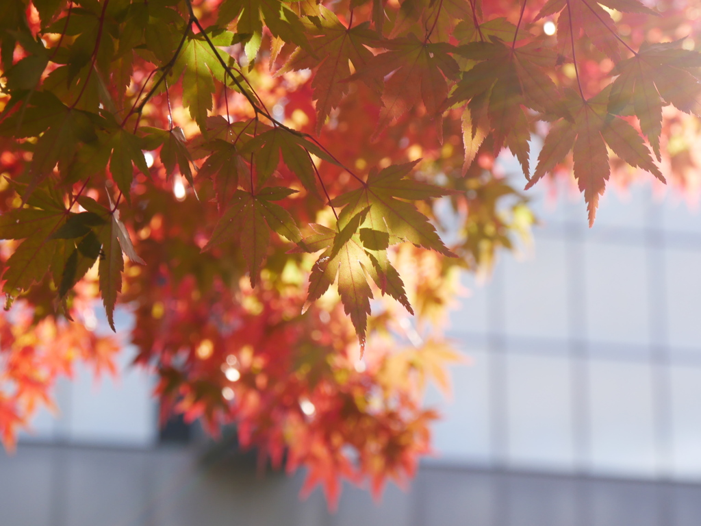 宮城県図書館のモミジ