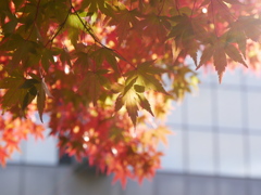 宮城県図書館のモミジ