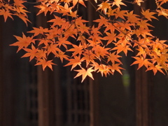 もみじ公園のモミジ2025Ⅳ