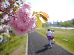 河原の八重桜