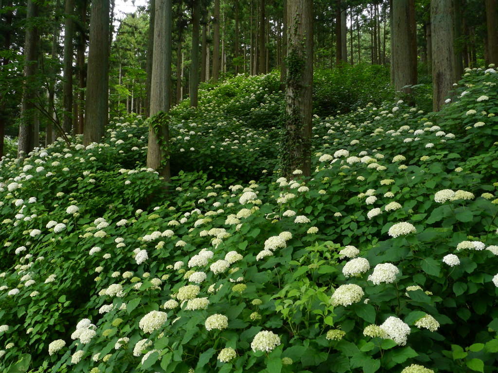 みちのくあじさい園の紫陽花Ⅴ