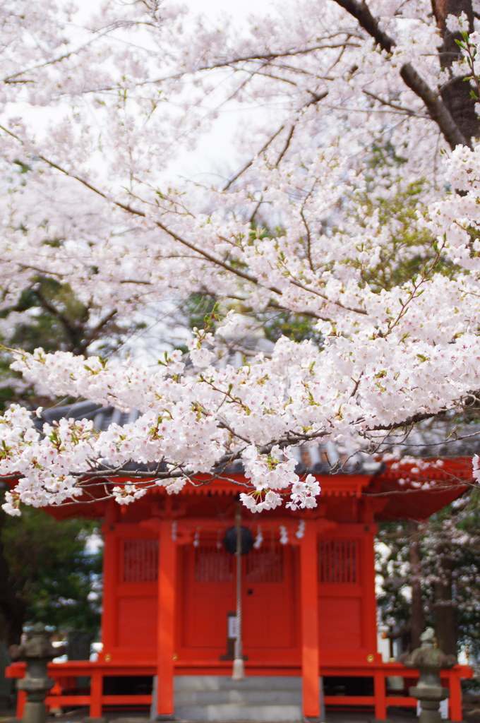 陸奥国分寺の桜Ⅲ