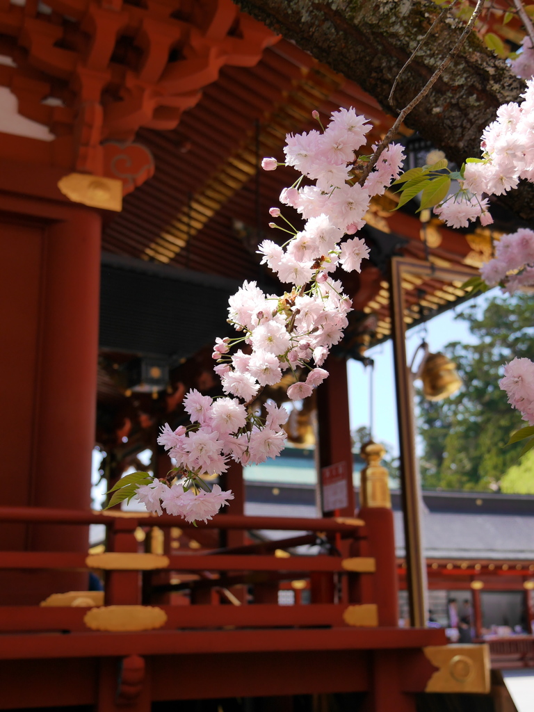 鹽竈神社の鹽竈桜2018Ⅱ