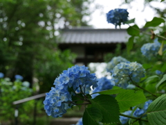 資福寺の紫陽花2016