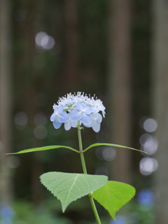 みちのくあじさい園の紫陽花2025Ⅴ
