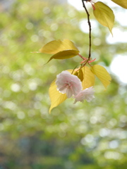 公園の八重桜