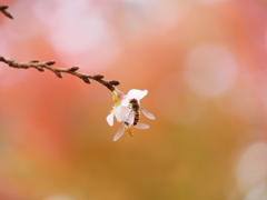 鹽竈神社の四季桜2024Ⅱ