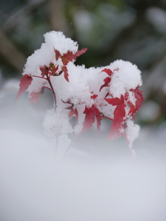 雪モミジ