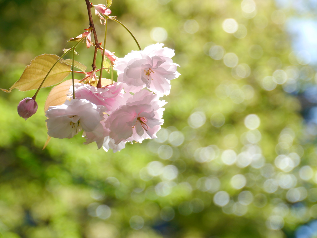 公園の八重桜