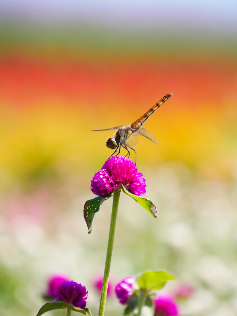 やくらいガーデンの赤トンボ