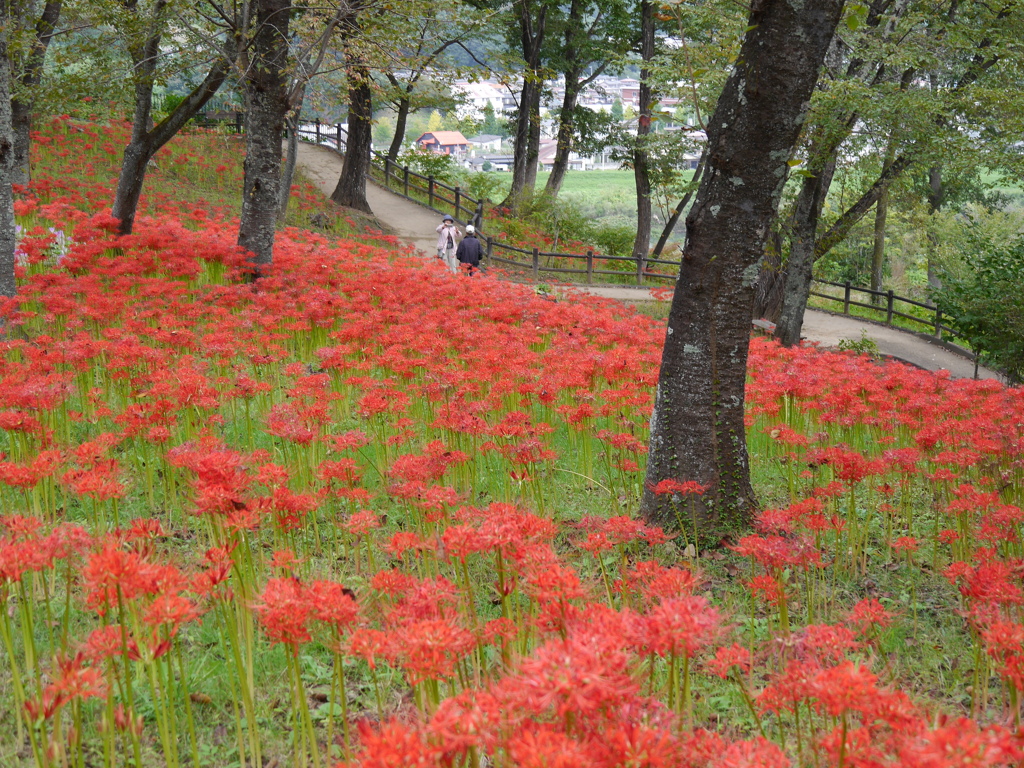 船岡城址公園の彼岸花