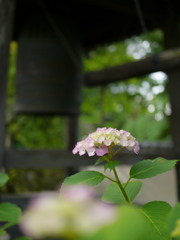 資福寺の紫陽花2018Ⅳ