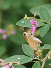 野草園のセセリⅢ
