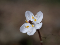 野草園のバイカオウレン