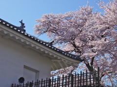 霞城公園の桜Ⅱ
