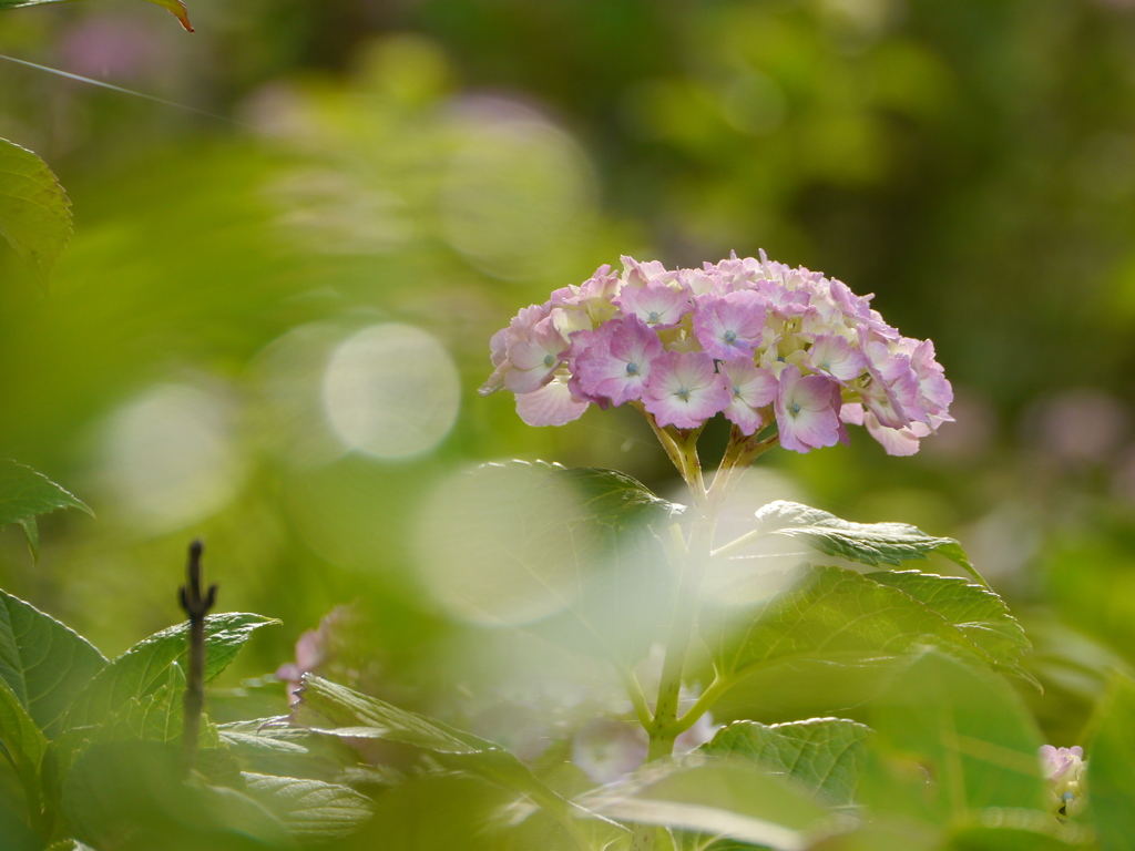 資福寺の紫陽花2018Ⅺ