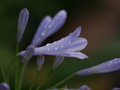 雨上がり