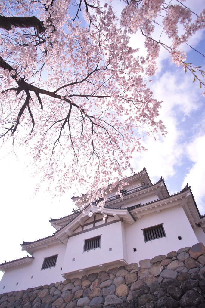 白石城の桜2021Ⅶ