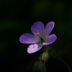 道端の花