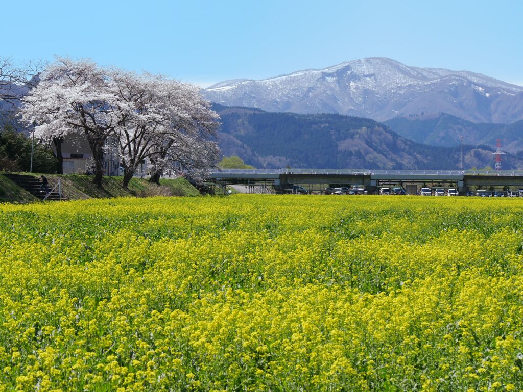 河川敷の菜の花畑2022Ⅱ