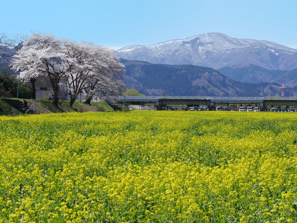 河川敷の菜の花畑2022Ⅱ