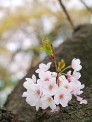 陸奥国分寺薬師堂の桜