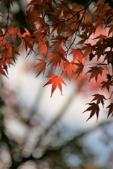 公園のモミジ2021Ⅴ