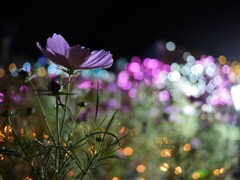 オータムナイトⅤ