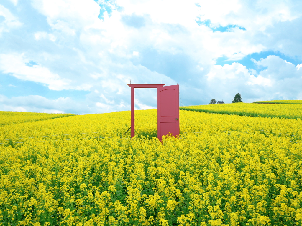 やくらいガーデンの菜の花畑2024Ⅲ