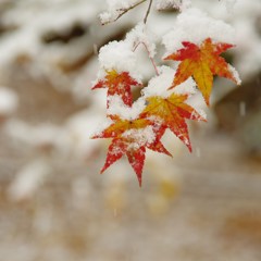 雪モミジ