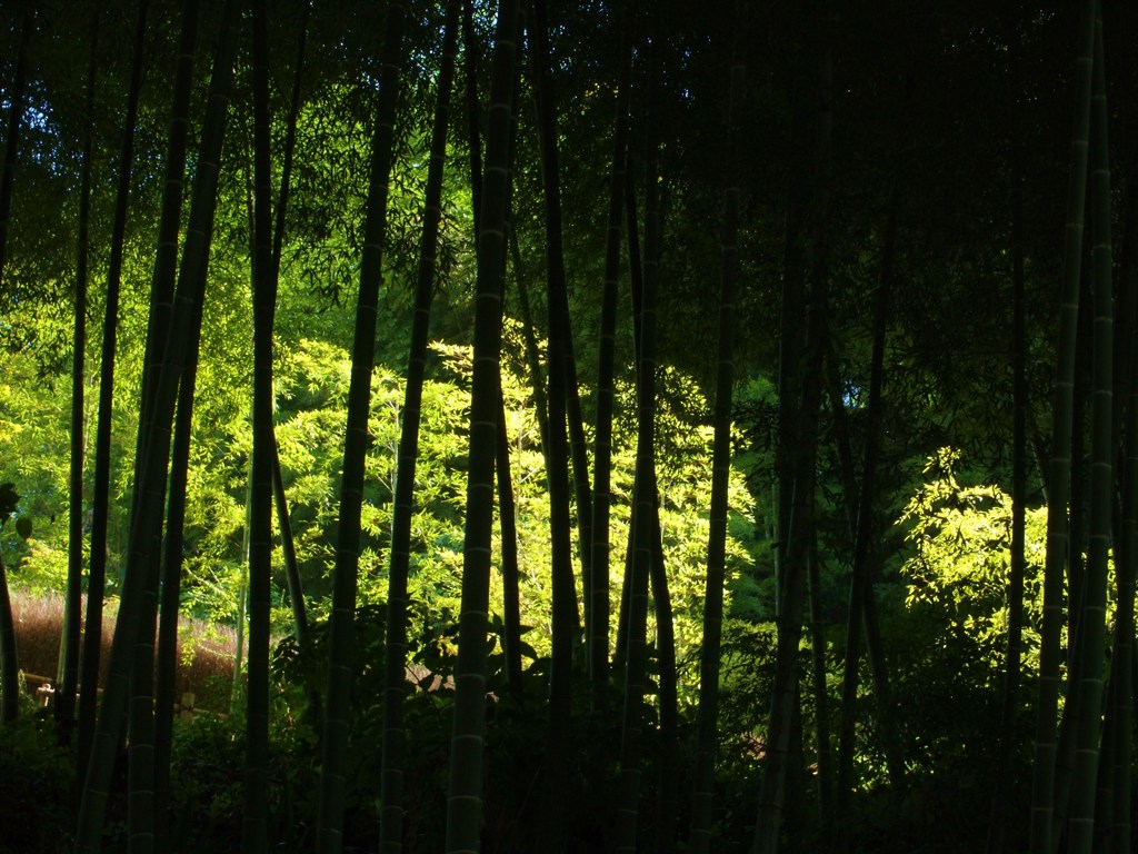竹林