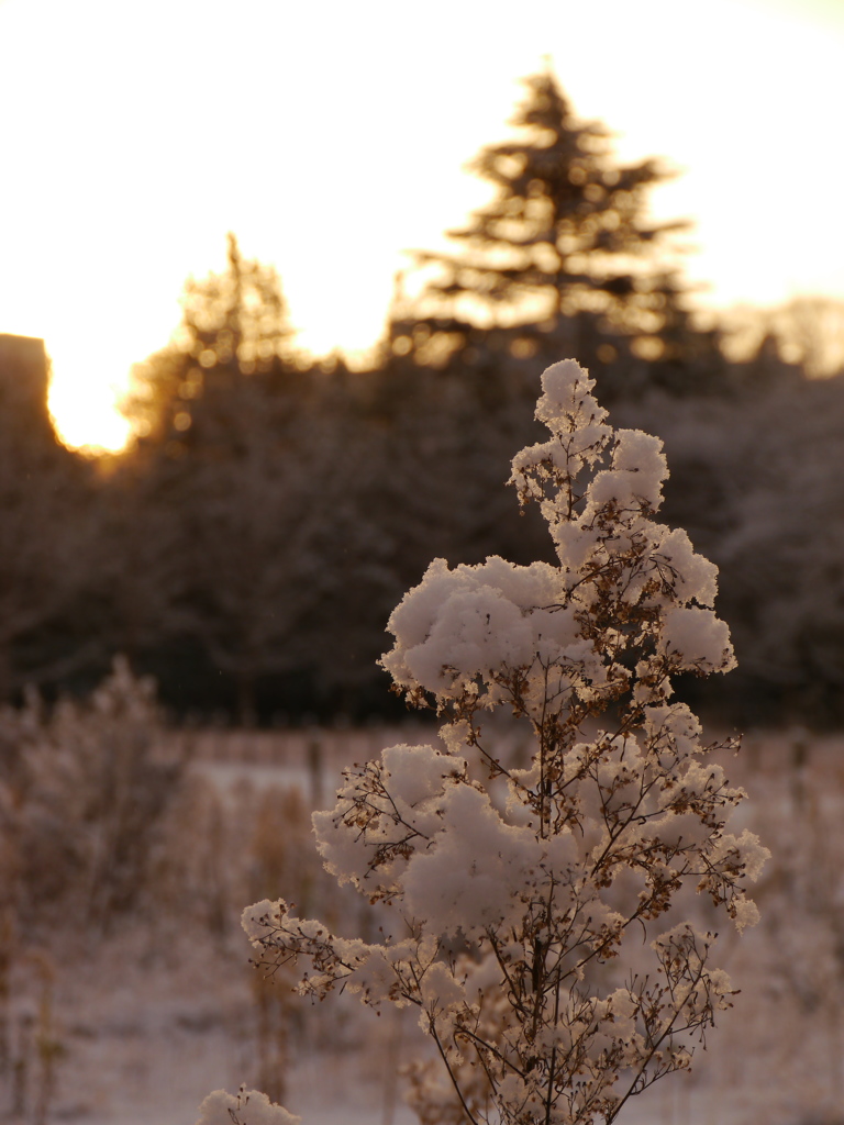 雪の朝