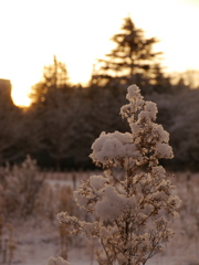 雪の朝