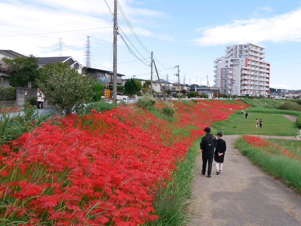 河原の彼岸花2023Ⅱ