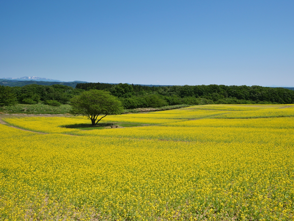 やくらいガーデンの菜の花畑Ⅱ