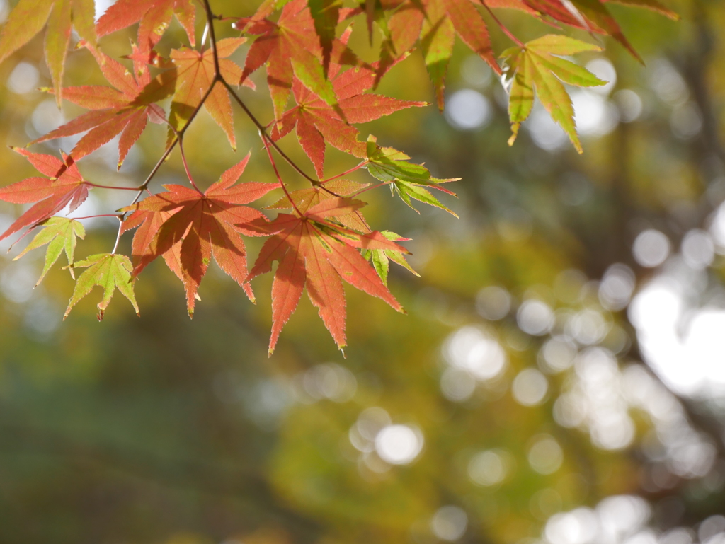 薬師堂のモミジⅥ