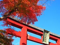 志波彦神社のモミジ2022