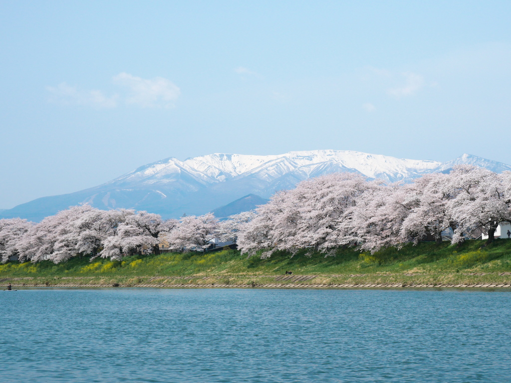 一目千本桜2024Ⅴ