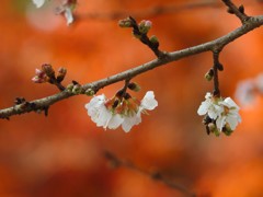 鹽竈神社の四季桜2015Ⅲ